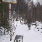 Маралуха стала жертвой бродячих псов