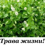 Трава ЖИЗНИ: Мокрица – это истинная кладовая полезных веществ