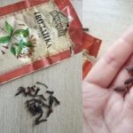 Увидела как моя бабушка кушает по 2 бутончика гвоздики каждый день! Когда узнала секрет, решила попр...