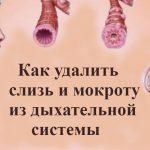 Как выгнать слизь и мокроту из горла и груди: 5 средств, которые работают
