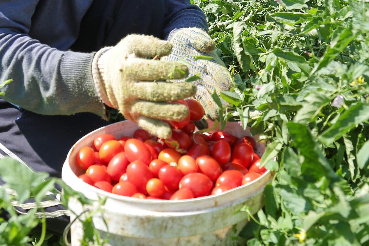 Получить хороший урожай помидор. Сбор помидоров. Урожай томатов. Сбор урожая томатов. Помидоры в огороде.