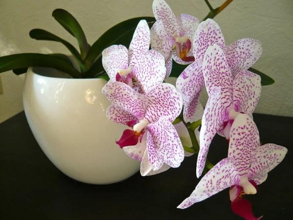 орхидеи в спальне
