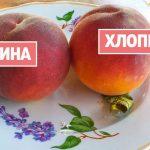 Как на юге безошибочно выбирают сладкие персики