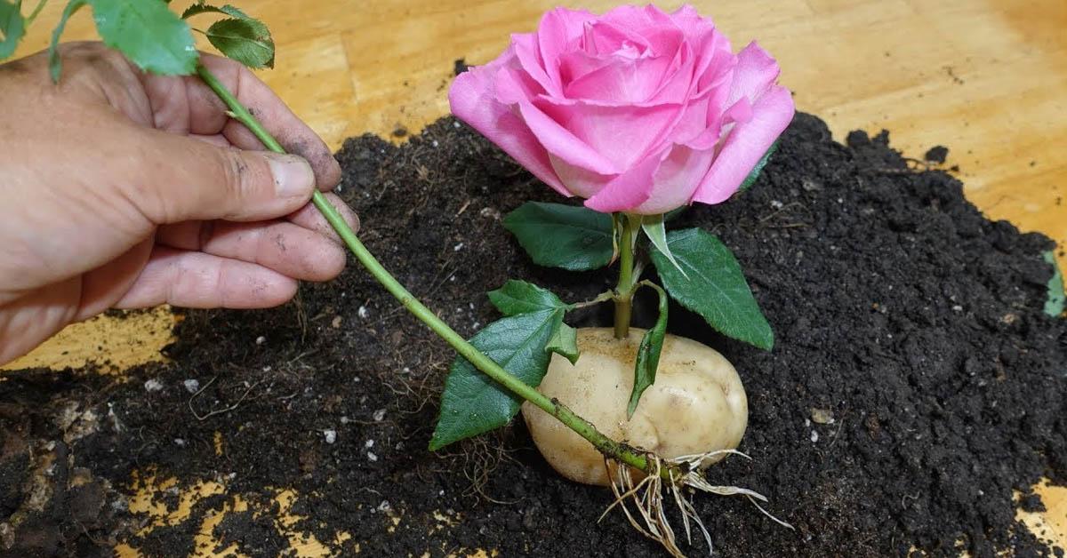 Можно ли сажать розы в горшках. Черенкование роз. Черенок розы в картофелине. Посадка роз черенками в картошке.